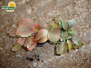 fittonia red