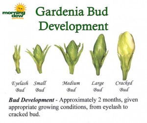 gardenia bud stages