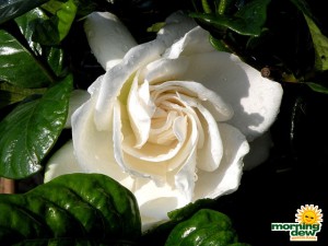 gardenia bloom