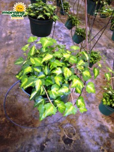 gold leaf ivy
