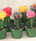 grafted color tops cactus