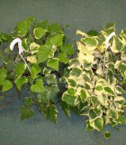 ivy algerian variegated marengo