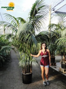 kentia california palm