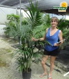 kentia palm hawaiian