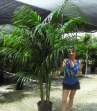 kentia hawaiian palm
