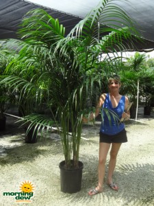 kentia hawaiian palm