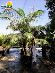 kentia palm hawaiian
