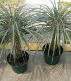 madagascar palm cactus