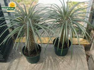 madagascar palm cactus