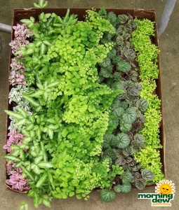 make your own terrarium plants  in