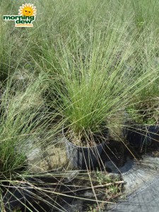 muhlenbergia grass