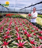 neoregelia perfecta tricolor bromeliad