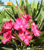 oleander bloom calypso pink