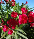 oleander bloom red