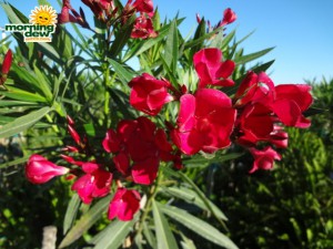 oleander bloom red
