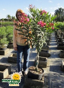 oleander braid