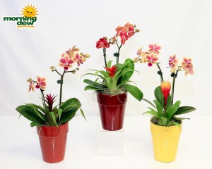 orchid clay garden