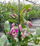 orchid dendrobium
