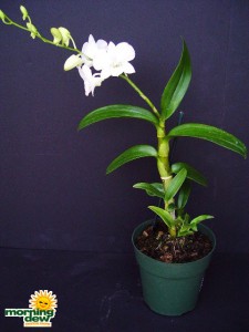 orchid dendrobium