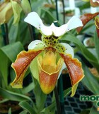 orchid paphiopedilum