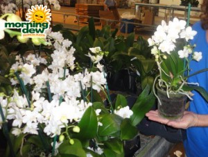 orchid phalaenopsis multi flora