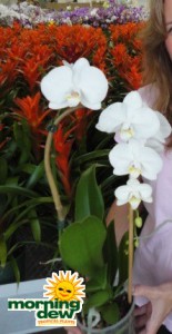 orchid phalaenopsis white cascade