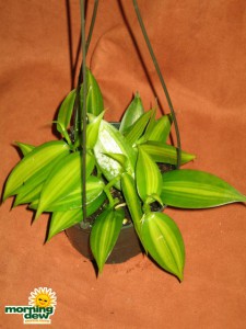 orchid vanilla bean plant