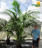 palm kentia hawaiian