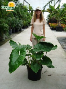 philodendron giganteum