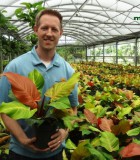 philodendron mccolleys finale