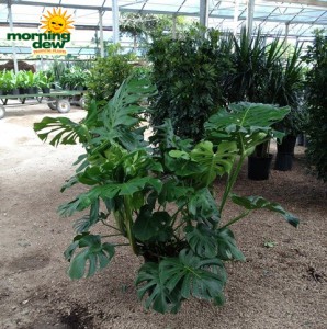 philodendron pertussum