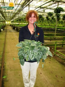 philodendron scindapsus