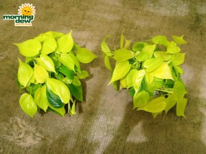 philodendron yellow brasil