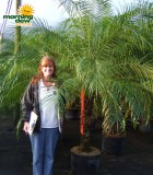phoenix roebelenii palm