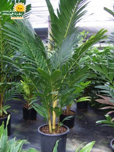 pinanga kuhlii ivory cane palm