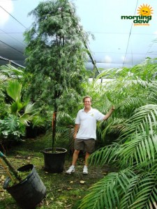 podocarpus gracilior tree