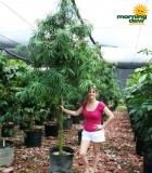 podocarpus henkelii tree