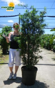 podocarpus maki