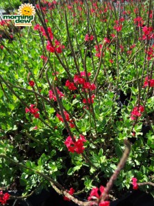 porterweed bloom