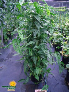 pyramid philodendron swiss cheese
