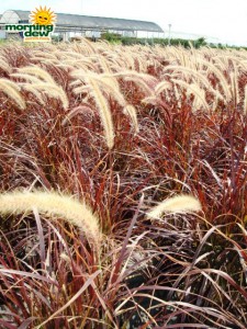 red fountain plumes grass