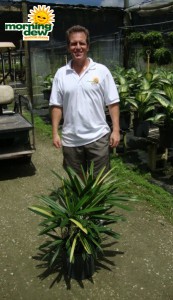 rhapis excelsa variegated palm