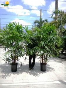rhapis palm hawaiian