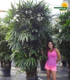 rhapis hawaiian palm