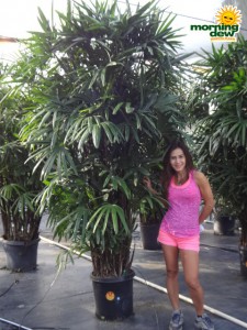 rhapis hawaiian palm
