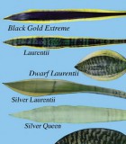 sansevieria leaf varieties snake plant