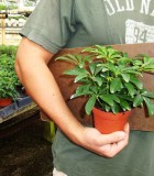 schefflera arboricola bush mini