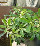 schefflera arboricola bush mini variegated