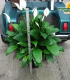 spathiphyllum claudia Peace Lily