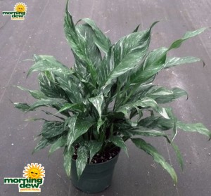 spathiphyllum disco Peace Lily